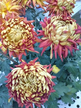 菊花