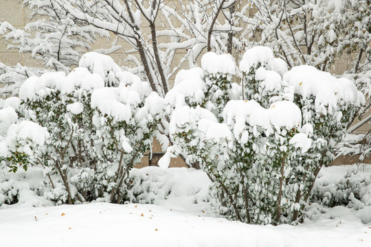 雪天的植物