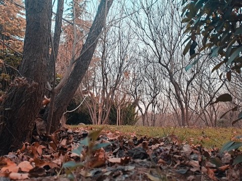 秋天樹林