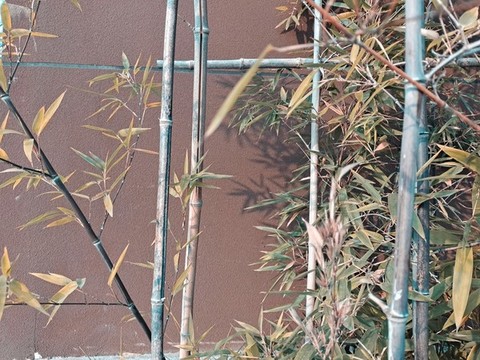 竹影紅墻