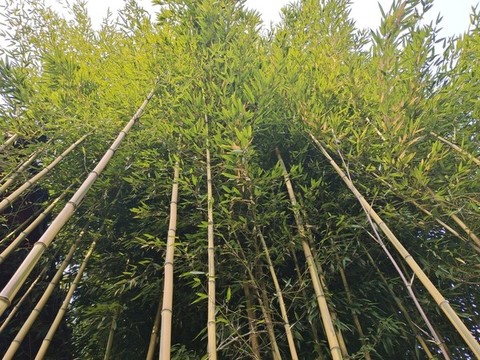 竹子