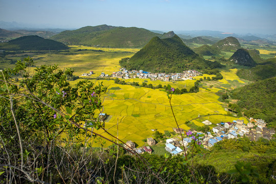 稻田農(nóng)田農(nóng)業(yè)