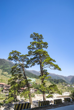 情侶松馬尾松