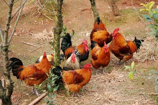 散養(yǎng)土公雞