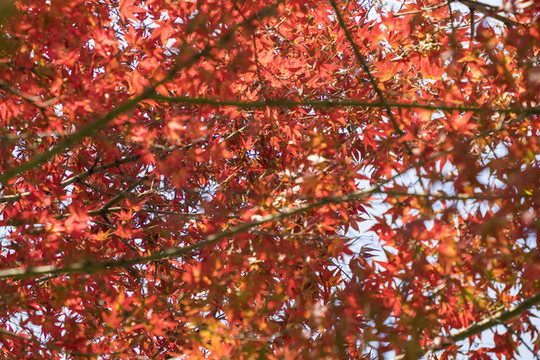 秋天的紅葉