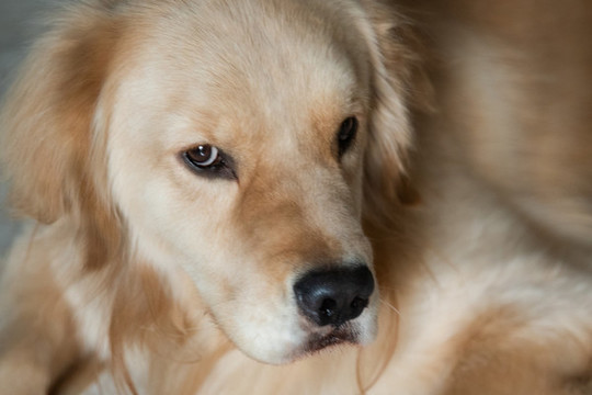 寵物犬金毛