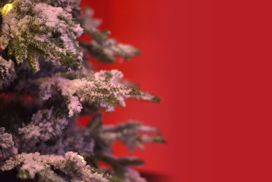 有積雪的圣誕樹