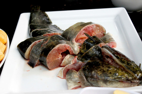 鯰魚