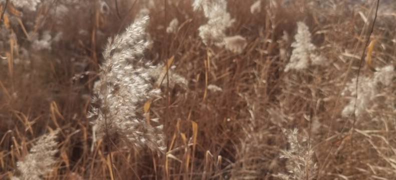 蘆花