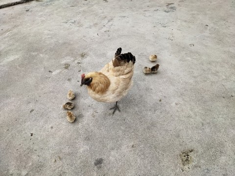 小雞