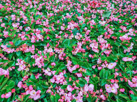海棠鮮花綠葉墻
