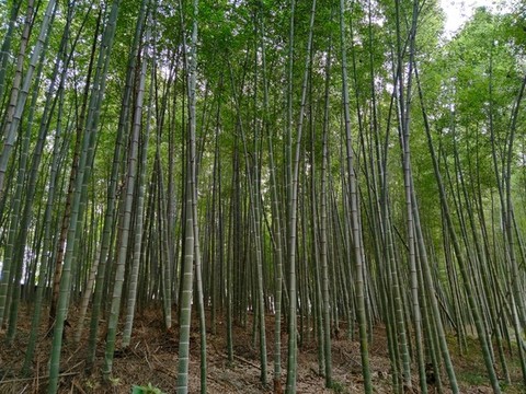 竹林