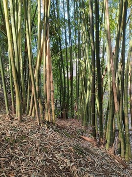 竹林