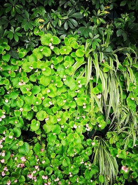 綠植墻