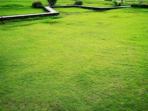 陽光草地