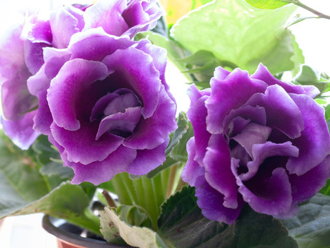 盛開(kāi)的紫羅蘭花花卉