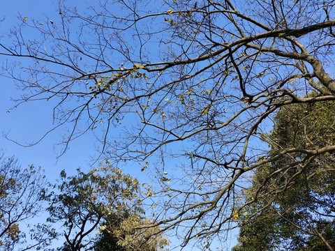 天空樹枝