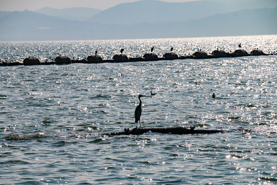 大海上的鳥和海鷗
