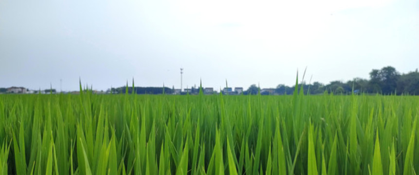 稻田