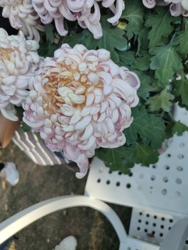 菊花