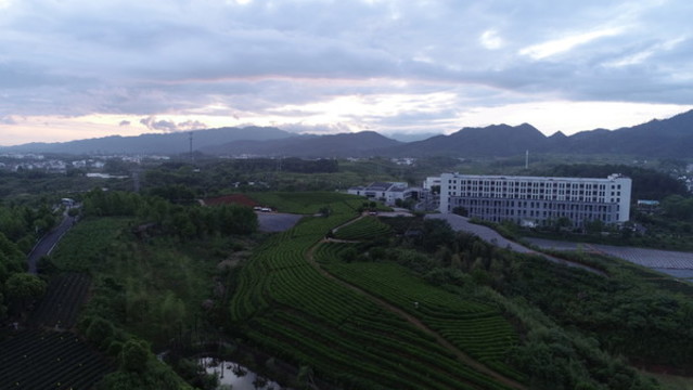 謝裕大茶園