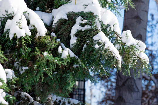 樹上的雪