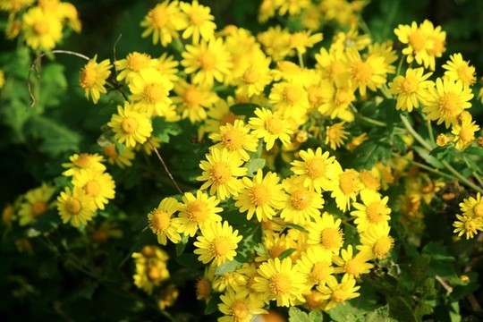 野菊花