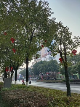 樹上的燈籠