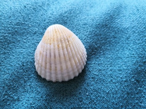 蚶贝壳