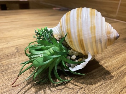 貝殼里的綠植