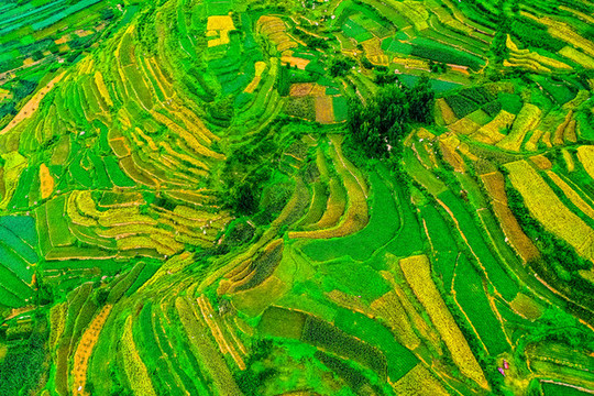 農(nóng)田