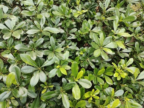 植物背景墻
