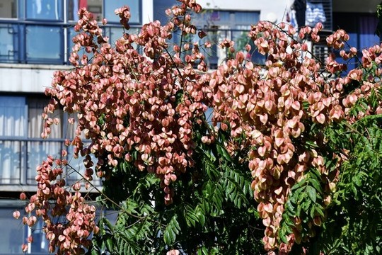 欒樹開花