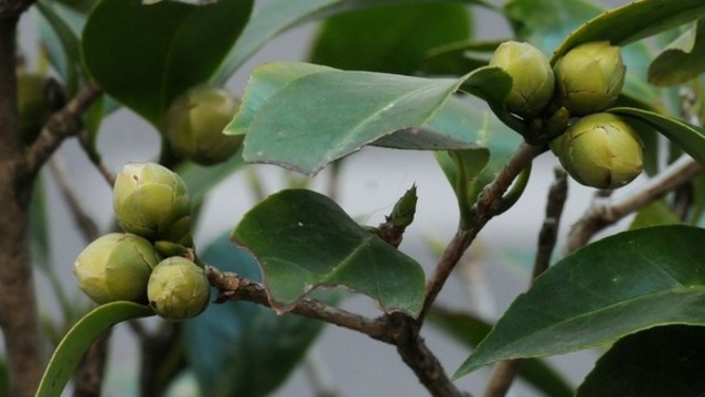 山茶花