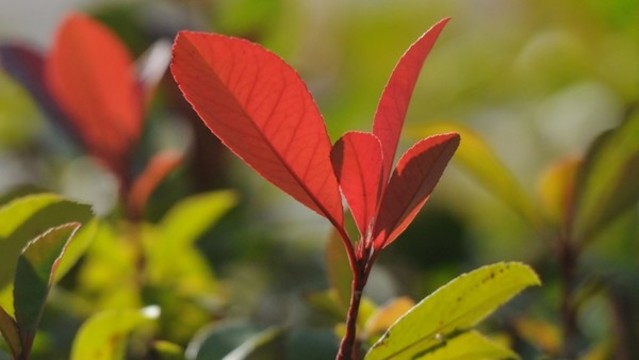 石楠
