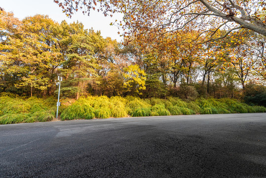 中國(guó)南京中山陵的樹林道路背景
