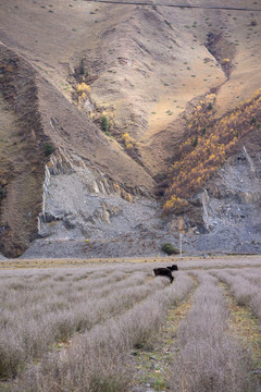 秋天川西新都橋草原牧場