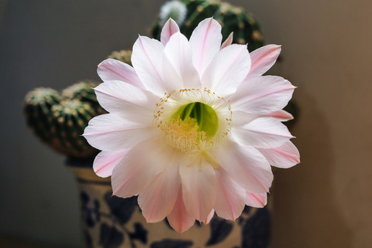 仙人掌花