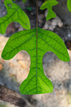 鵝掌楸