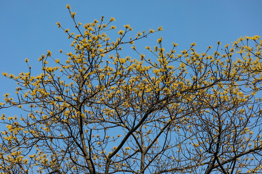 檫樹(shù)花