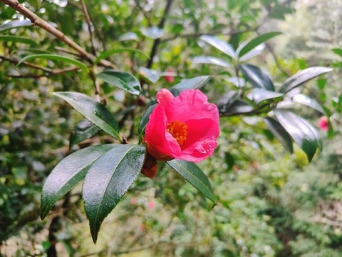 山茶花