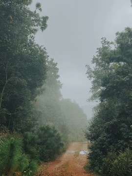 迷霧森林