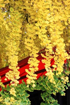 銀杏樹(shù)