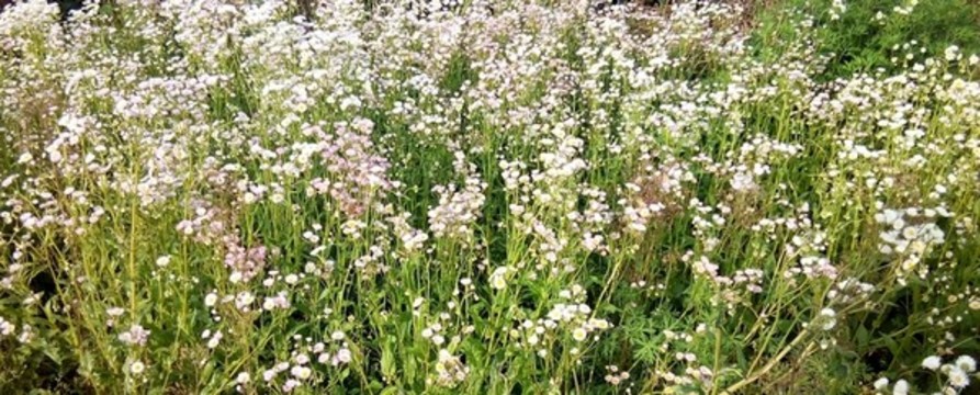 綻放的野菊花