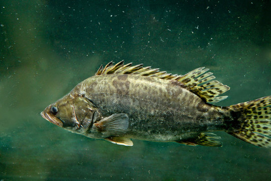 桂魚