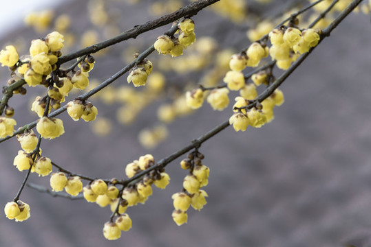 梅花盛開