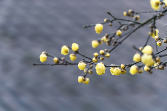 梅花盛開(kāi)