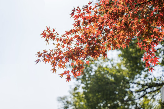 秋天的紅葉