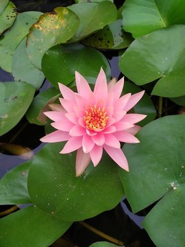 蓮花盛開