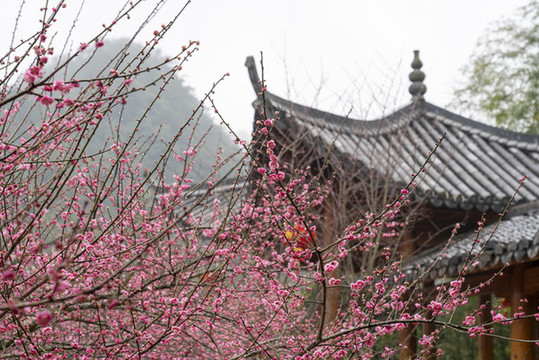 梅花